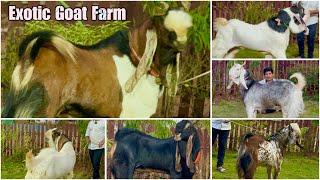Extraordinary Quality Andul Goats at Exotic Goat Farm Padgha