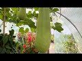 Harvesting my last full size bottle gourd/garden update