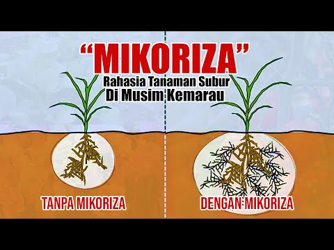 Video: Apa itu mikoriza putih besar?