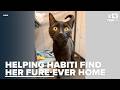 Sweet, low-key Habiti is looking for a loving fur-ever home