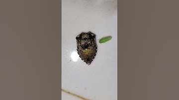 The video shows shield bug / wildlife