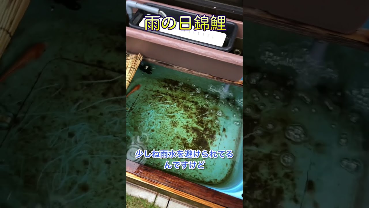 新発売！！大容量でろ過装置 ビオトープ メダカ 錦鯉 水槽