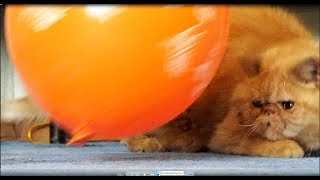 Смешной кот Пончик и воздушный шарик. by Azioppa E8 2,936 views 5 years ago 1 minute, 53 seconds