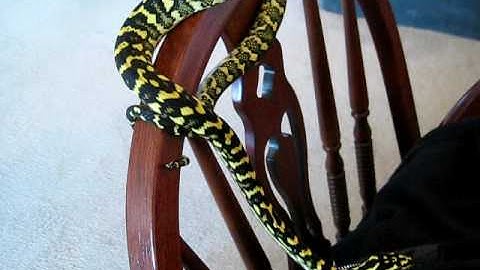 Jungle Carpet Python, "Kaiya"