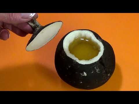 შავი ბოლოკი .კარგი საშუალება გაციებისა და სხვა უამრავი დაავადებისთვის