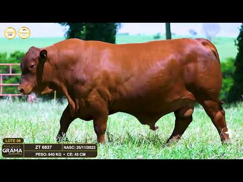 LOTE 06 - ZT 6837 - TOURO