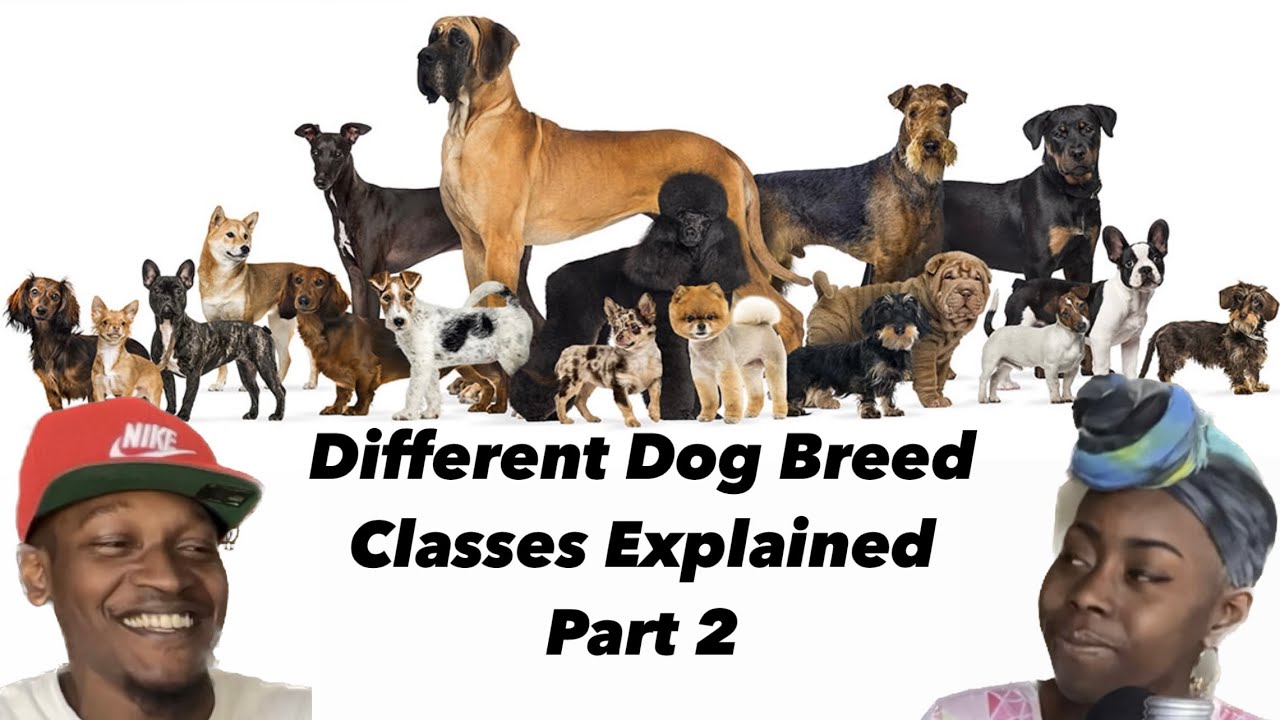 Different Dog Breed Classes Explained. (Part 2) #petpodcast #pets #dog ...