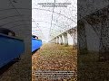Locusts Swarm A Greenhouse For A Massive Feeding