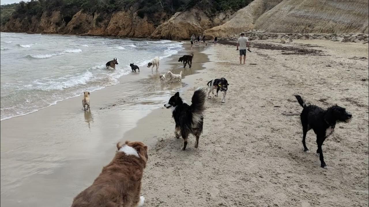 Top Dog Beaches Melbourne Victoria YouTube