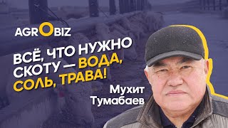 видео: Племенные акбасы и аулиеколи Казахстана: секреты ухода и ветеринарного контроля | Приречное | Eldala картинка: Племенные акбасы и аулиеколи Казахстана: секреты ухода и ветеринарного контроля | Приречное | Eldala