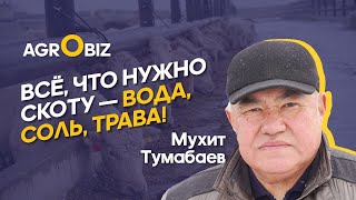 Племенные акбасы и аулиеколи Казахстана: секреты ухода и ветеринарного контроля | Приречное | Eldala