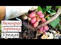 Виноград Зоренька. Урожай и особенности гибридной формы