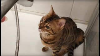 Bengal Katze duscht  ist sie gar nicht wasserscheu?
