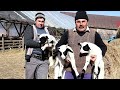 La ferma familiei iacob din negrileti bistria  oile mame i peste 350 de miei  super 2023