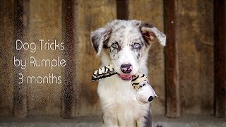 Dog Tricks by puppy Rumple ☆ 3 months ☆ Border Collie by Freestyle Paws 21,499 views 2 years ago 3 minutes, 9 seconds