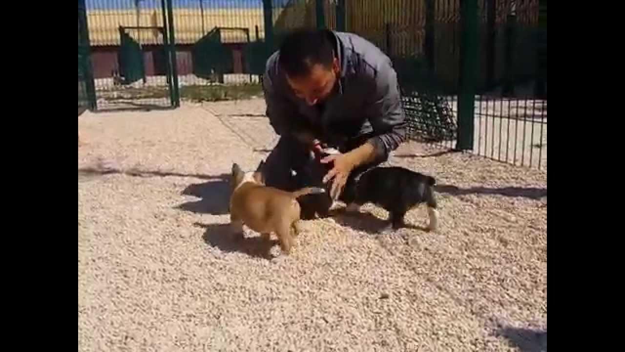 Camada AÑ de bull terrier miniatura con 50 días de vida ( miniature bullterrier)