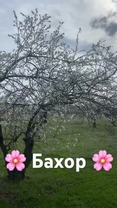 🌸 Бахор 🌸 - YouTube