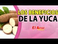 ¿YA CONOCES LOS BENEFICIOS Y PROPIEDADES DE LA YUCA? - El Aviso Magazine