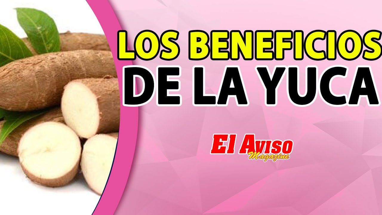¿YA CONOCES LOS BENEFICIOS Y PROPIEDADES DE LA YUCA? El Aviso