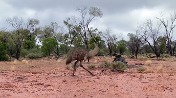 Emus during a pause in the rain