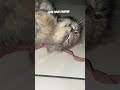 tidur #youtubeshorts #cat #imut #kitten #viralvideo #cutecat #pets #imut #fyp #shorts #short