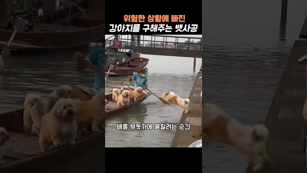 자신의 능력을 너무 믿은 강아지 #강아지 #강아지쇼츠 #위험한순간 #위험한