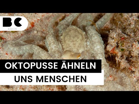Kurios: Schlafen Oktopusse wie Menschen?
