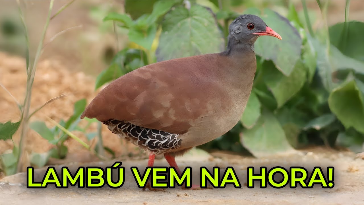 O MELHOR CANTO DE LAMBÚ PÉ VERMELHO 2026 | CHAMA PODEROSA PARA ATRAIR