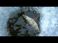 Пробная рыбалка на реке Чулым на  зимние удочки