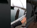 Pink Salmon Fishing Washington State Spokane Bridge Pink Salmon Fishing Washington State Spokane Bridge