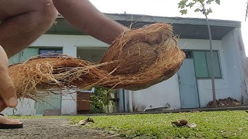 How to husk a coconut in 2 minutes / Amazing sound / Husk a coconut desi style