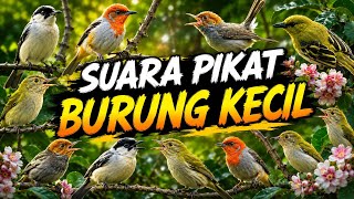 Download lagu 100% Suara Pikat Burung Kecil Paling Dicari | Audio Jernih & Bikin Burung Berdatangan