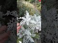 Ещё одна клумба Красоты 💚