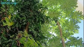 သဘာဝနေ့လယ်