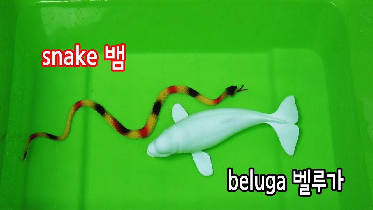 토이로 많은 동물과 곤충의 이름을 알아보는 키즈 영어