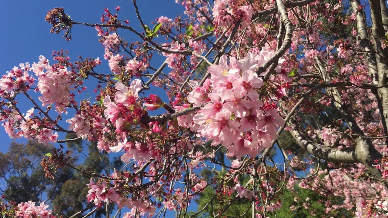 San Diego Japanese Friendship Garden Cherry Blossom Balboa