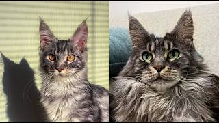 Female Maine Coon Kitten vs Adult  The Cutest Comparison