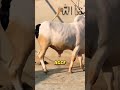 Gulabi bull agcf music love arabic cow animals foryou viral cattlefarm  goat qurbani
