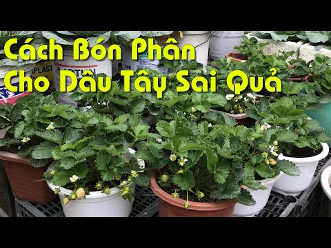 Video: PhânBón Cho Dâu Tây - Cách Bón Phân Cho Cây Dâu Tây