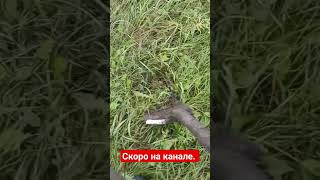 Металлокоп У Всех На Виду🤣