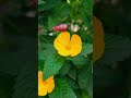 #miami #garden #flowers #buttercup #greenscape
