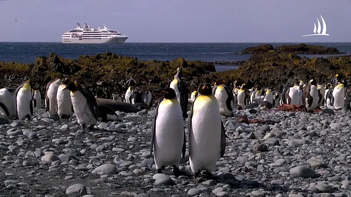 King Penguins in the Sub Antarctic islands