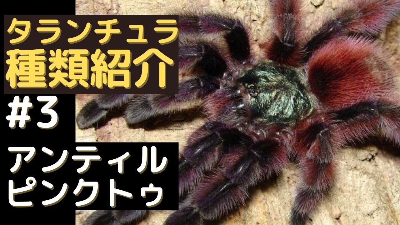 アンティルピンクトゥ紹介、飼育方法 