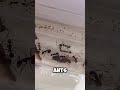 Why are my ants kissing?