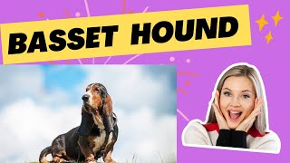 Basset Hound #dogs