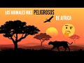 ¡LOS 5 ANIMALES MAS PELIGROSOS DE AFRICA  !😱🌍🐊