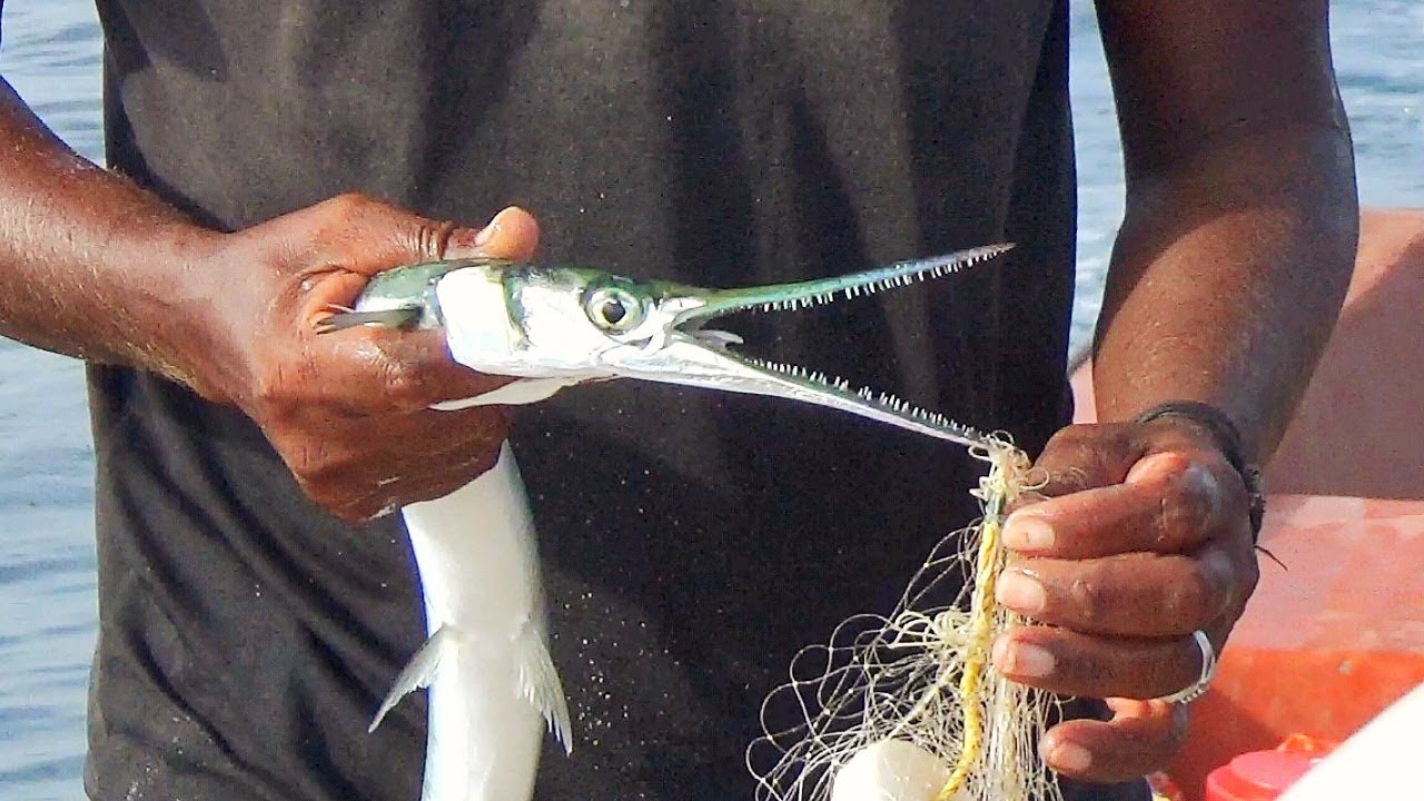 Amazing Fishing Catching Skill, Gill Net Fishing on The Sea, Catching Gar  fish 