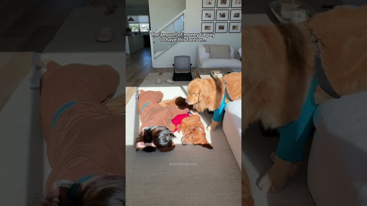 The Amount Of Money I D Pay For These Moments Shorts Goldenretriever Shortvideo