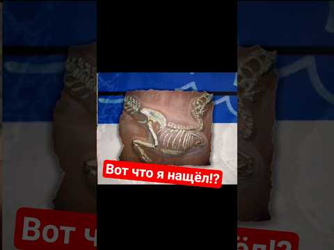 Я нащёл акоминелости!! #животные #факты #природа #насекомые #аммонит #исследование #динозавры