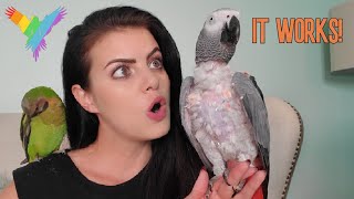 6 WAYS TO TEACH YOUR PARROT TO TALK! | PARROT TALK  (Merlin Subtitles) | MARLENE MC'COHEN